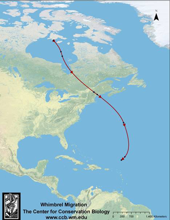 This is a map of the migration route used by Hope from Southampton Island in upper Hudson Bay to near the Virgin Islands.  She has been tracked using a 9.5 gram, solar-powered satellite transmitter.