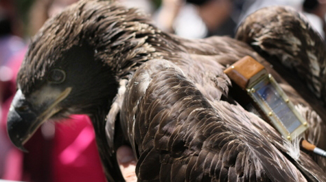 Young chick with a backpack