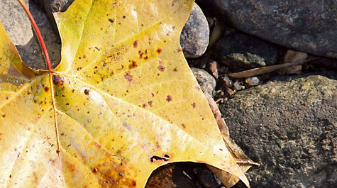 Leaf rests on rocks