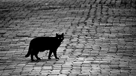 Her function is to be admired