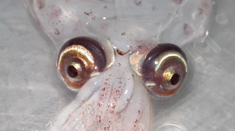 Cockatoo squid