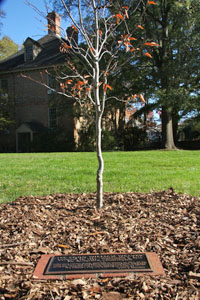 A tree and plaque have been placed near the Wren Kitchen in memory of Todd Weaver (Photo by Erin Zagursky)