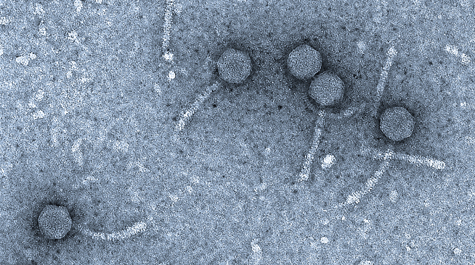 Bacteriophage isolates
