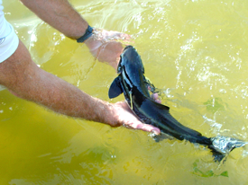 Mike Oesterling releases a tagged cobia into the York River near VIMS.