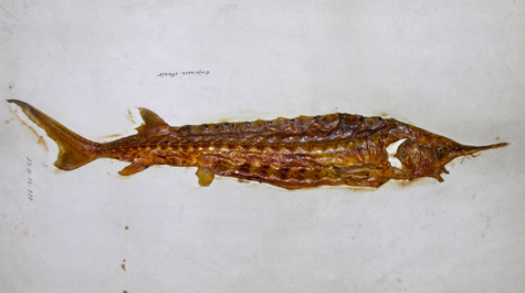 Type Specimen