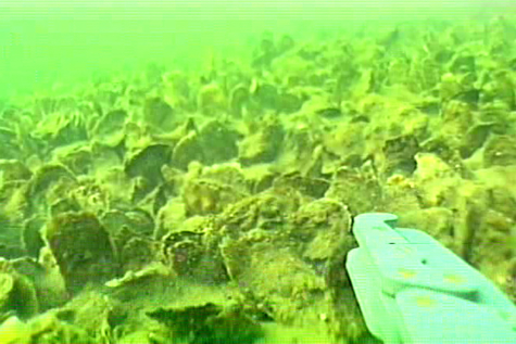 Reef Habitat