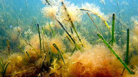 Seagrass