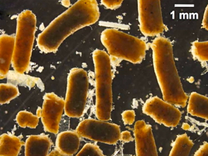 Example of fish fecal pellets analyzed during the study. Image courtesy Grace Saba, Rutgers IMCS.