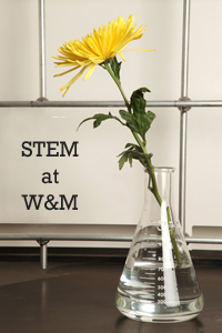 stem