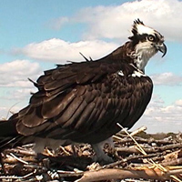 An image from the VIMS ''OspreyCam.''