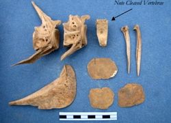 Bones from sheepshead, black drum, and other fishes were recovered from the VIMS site.