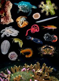 Marine biodiversity is key to ocean health and human well-being. Image courtesy of Gustav Paulay and Steve Haddock.