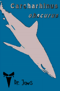 Carcharhinus obscurus