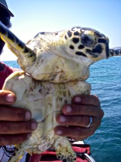 Images of plastic pollution, like this cinch tie around a sea turtle, have caught the public eye. Microplastics are less visible but likely have greater impacts on marine life. Photo by John Chinuntdet, Marine Photobank.