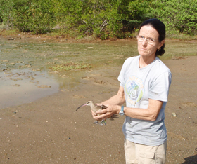 Lisa Yntema prepares to release Hope in December, 2012 after Fletcher Smith of the Center for Conservation Biology removed the bird’s dead transmitter. Hope had worn the “wire” since May, 2009. Photo by Fletcher Smith/Center for Conservation Biology.