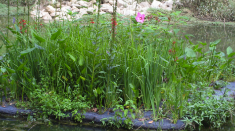 Floating wetland in bloom