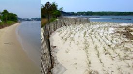 Living-shoreline treatments at VIMS have help absorb wave energy and reduce coastal erosion and flooding.