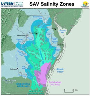 Monitoring of underwater bay grases is now being reported by salinity zone, a more ecologically relevant scheme than one basedon geography. Click for a larger version.
