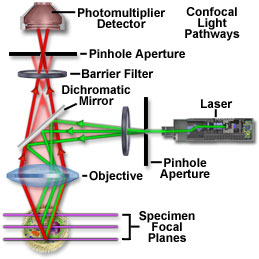 A confocal microscope uses point-by-point illumination to construct extremely high-resolution images.