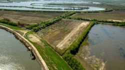 River-borne sediment helps the Sacramento-San Joaquin Delta retain its elevation, while organic matter provides food for wildlife.© California Dept. of Water Resources.