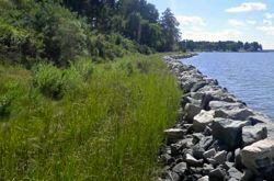 An existing living shoreline and sill helps protect a section of the Werowocomoco shoreline.