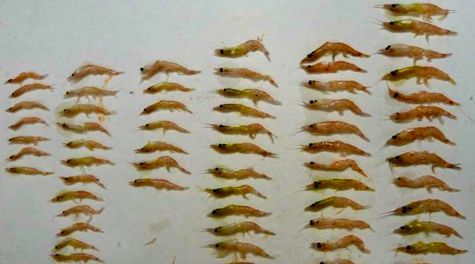 Krill size distribution