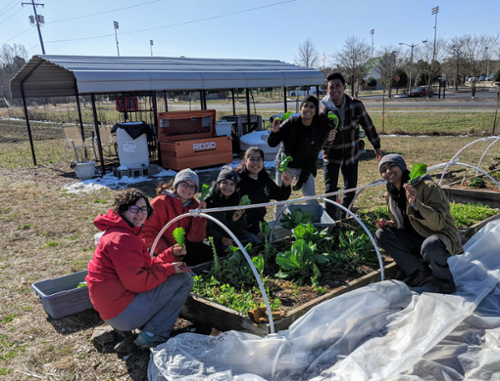 Volunteers gardening lettuce