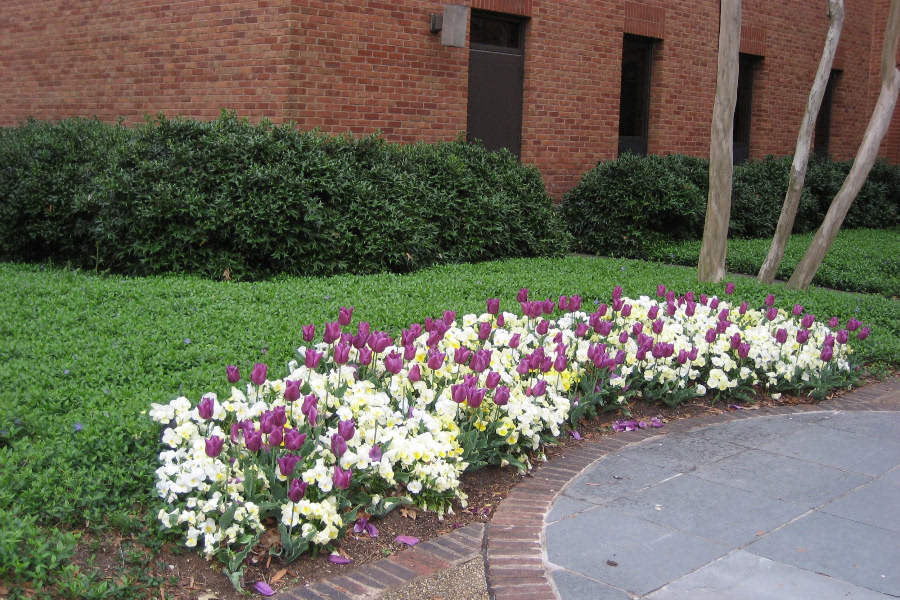Law School tulip flower bed