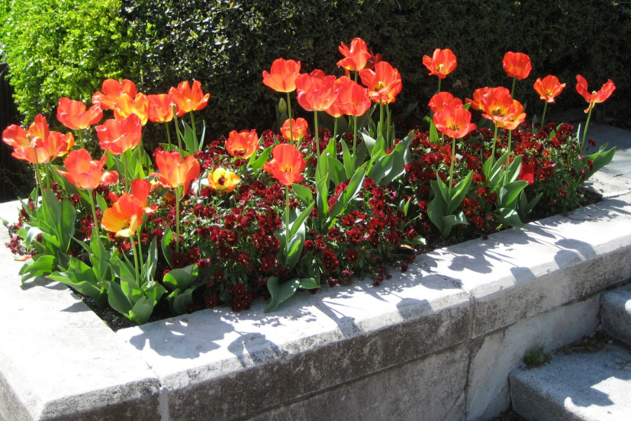 Tulips at Phi Beta Kappa Hall