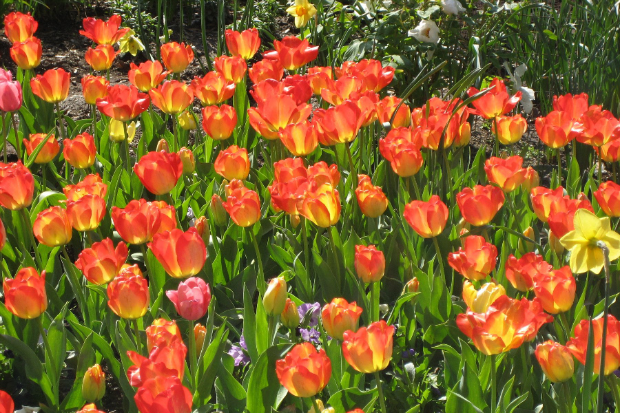 Tulip gardens - a spring tradition