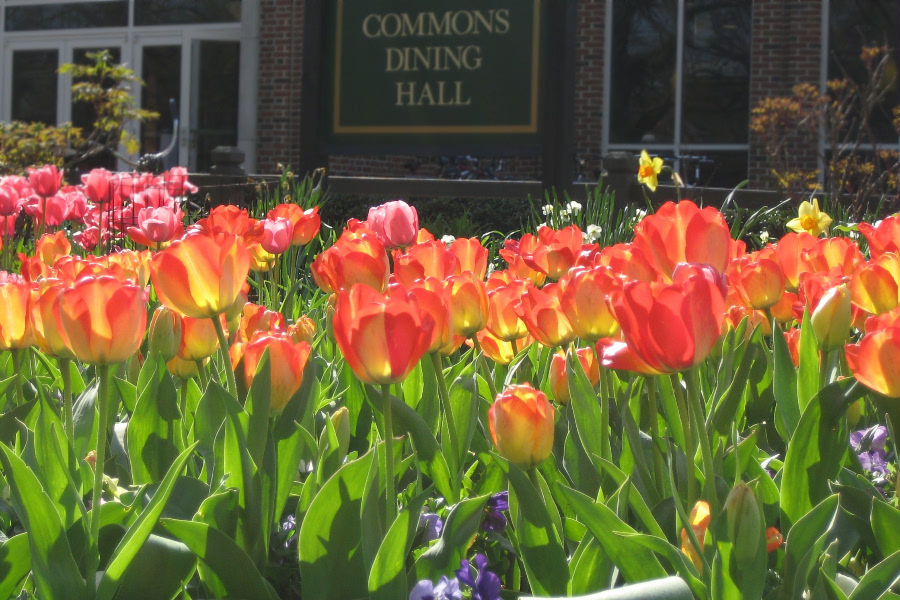 Tulip gardens at the Commons Dining Hall