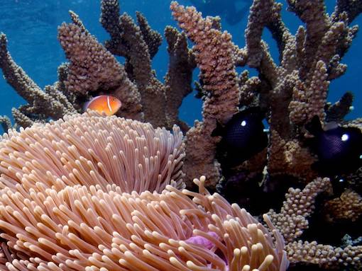 Great Barrier Reef, Australia, Photo: Anita Hagy Ferguson