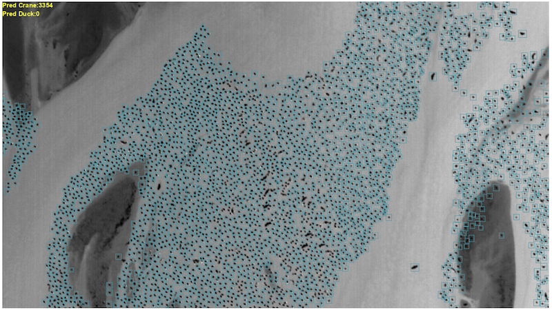 Machine selection of predicted roosting sandhill cranes from thermal image. IMAGE: Courtesy of USFWS