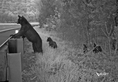 A bear surveys a Virginia road for safe crossing with cubs. PHOTO: Virginia Department of Transportation