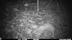 A critically endangered pangolin captured with a camera trap installed by the research team in Palawan, Philippines. Image: Courtesy of Lydia Slater