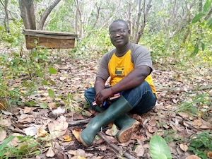 Dr. Boakye sits before a a beehive from which he collected honey to analyze for pesticides in Mole National Park, Ghana
