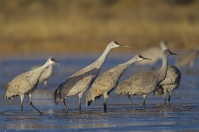 Sandhill cranes walking on ground. PHOTO: Mike Peters, USFWS