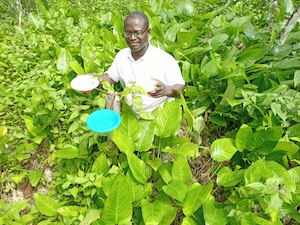Dr. Boakye checks ground pan traps set in a cocoa and forest landscape to sample flower visiting insects in and around Bia Conservation Area