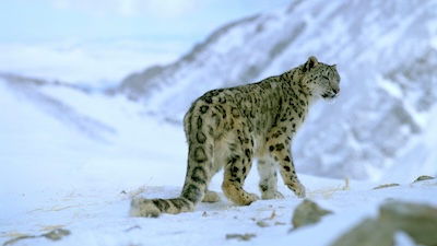 A snow leopard in the Himalayan landscape. PHOTO: USAID Biodiversity &amp; Forestry