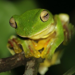Frog in a rainforest