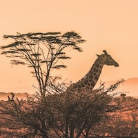 Giraffe in Kenya
