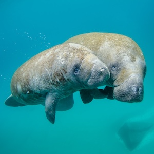 Manatees
