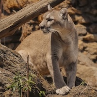 mountain lion