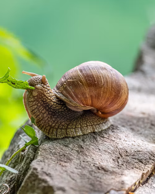 Snail