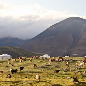 Mongolian yurts and livestock on Mountainside