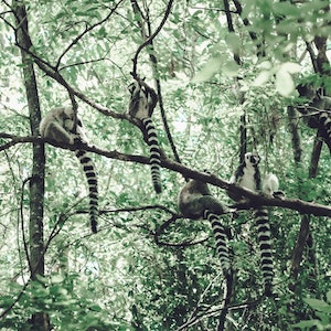 Lemurs in trees