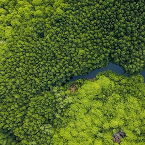 Mangrove forest, aerial