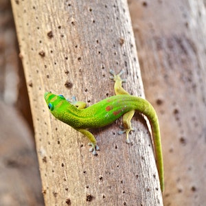 Lizard in Hawaii
