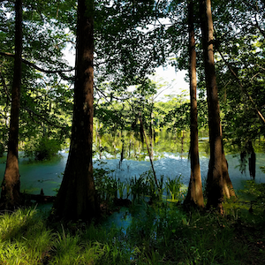 Virginia swamp