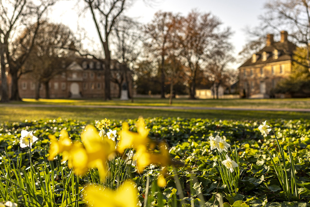 A group of daffodils focused in front of campus buildings in the distance.
